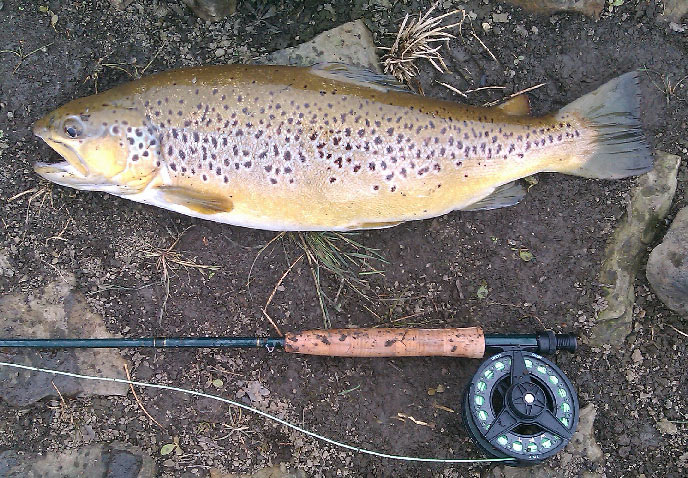Big Beaver Dyke Browns!