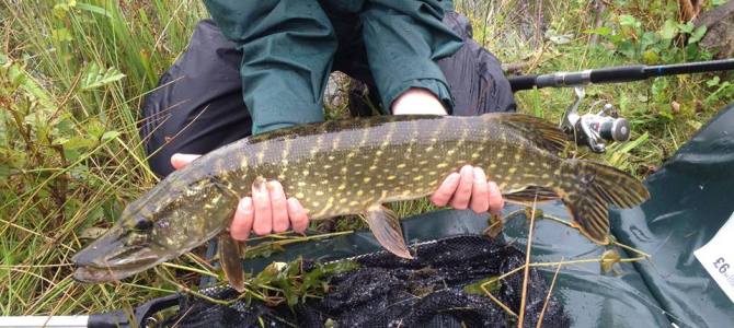 More pike action!